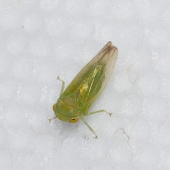 Populicerus