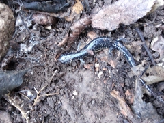 Plethodon albagula