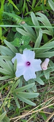 Ipomoea malvaeoides