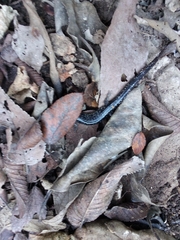 Plethodon albagula