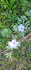 Ipomoea malvaeoides