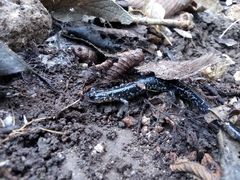 Plethodon albagula