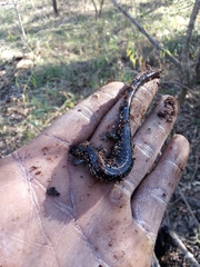 Plethodon albagula