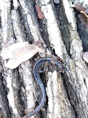Plethodon albagula