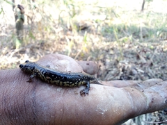 Plethodon albagula