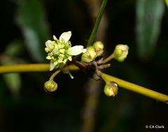 Rubus schmidelioides