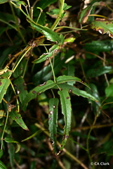 Rubus schmidelioides