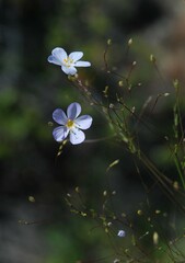 Leptosiphon liniflorus