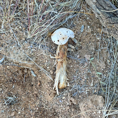 Battarreoides diguetii