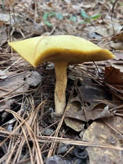 Suillus hirtellus