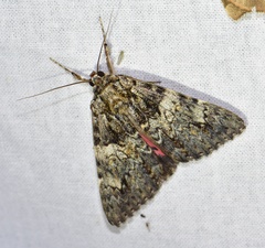 Catocala promissa