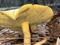 Suillus hirtellus