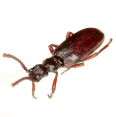 Dacoderus steineri