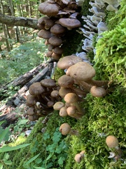 Armillaria ostoyae