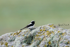 Oenanthe melanoleuca