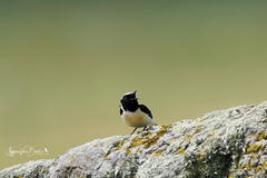 Oenanthe melanoleuca