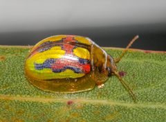 Paropsisterna nobilitata