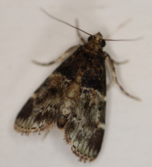 Orthaga atribasalis