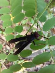 Polistes erythrocephalus