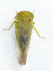 Populicerus