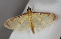 Cotachena aluensis