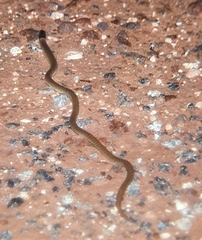 Pygopus nigriceps