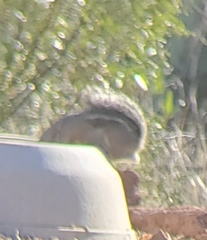 Ammospermophilus harrisii