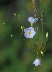 Leptosiphon liniflorus