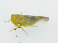 Populicerus