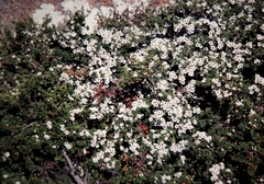 Leptospermum rupestre