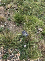 Erigeron pinnatisectus