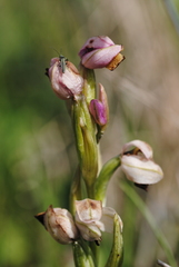 Ophrys tenthredinifera