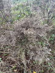 Eupatorium capillifolium