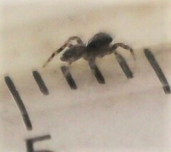 Pseudeuophrys lanigera