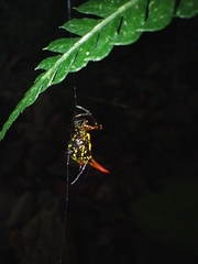Micrathena guerini