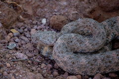 Crotalus mitchellii