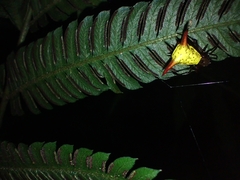 Micrathena guerini