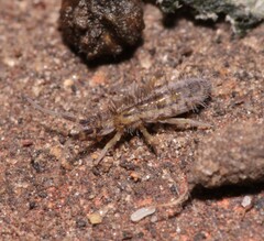 Entomobryidae