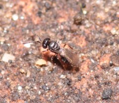 Scelionidae