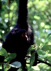 Ateles paniscus