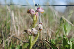 Ophrys tenthredinifera