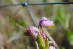 Ophrys tenthredinifera