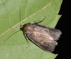 Lenisa geminipuncta
