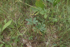 Potentilla thuringiaca