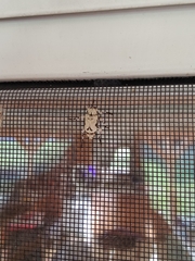 Leptostylus asperatus