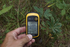 Potentilla thuringiaca