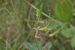 Potentilla thuringiaca