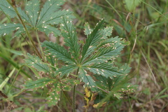 Potentilla thuringiaca