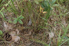 Potentilla thuringiaca