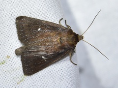 Lenisa geminipuncta